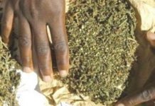 Thiès, Chiffres-Criminalité : épicentre du trafic de chanvre indien