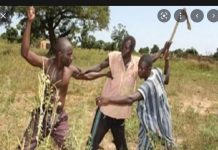 Linguère: une bagarre entre deux bergers vire au drame