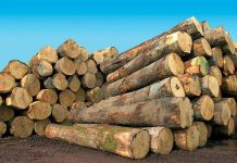 Goudomp( Sédhiou): la gendarmerie a saisi des tonnes de bois à Mangaroungou