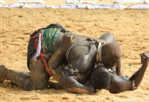 Lutte : Balla Gaye 2 retrace son combat avec Gris Bordeaux