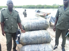 Trafic de drogue: 190 kg de chanvre indien saisis à Mbour et à Kédougou