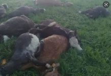 Podor : La foudre a tué 20 veaux à Loumbi Laobé