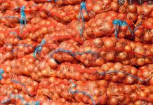 Touba : Le sac d’oignons de 25 kg passe de 7.000 à 50.000 frs Cfa