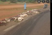 Linguère: Un camion en provenance de Touba a heurté un troupeau de 43 moutons