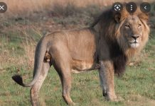 Kédougou : Un lion hante le sommeil des populations de Saraya Fily