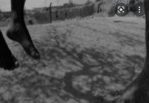 Drame à Koungheul : Un jeune homme se donne la mort pour manque d’emploi