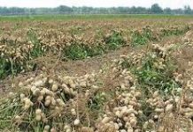 Arachides: les producteurs de Sédhiou inquiets des mauvaises récoltes.