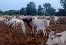 Agression d’une personne vivant avec un HANDICAP: les éleveurs de THIÈS réclament justice