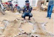 Lutte contre la criminalité faunique : la brigade de recherche de Kédougou met la main sur un Burkinabé