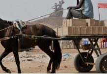 Pour vol de cheval : trois malfaiteurs risquent la prison