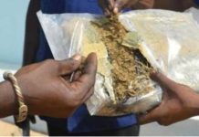 Kolda : Deux trafiquants en possession de 20 kg de chanvre indien arrêtés