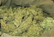 Soutenu par sa mère : Un détenu continue son trafic de chanvre indien