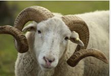 Pour non paiement de salaire : Un pêcheur vol un mouton à son patron