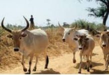 Ranérou Ferlo : Un berger âgé de 8 ans retrouvé mort en brousse