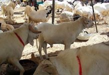 Célébration de la fête de Tabaski : La commission fixe la date