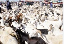 Disponibilité de mouton pour la Tabaski : le ministère de l’élevage prêt pour un approvisionnement Correct