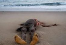 Yoff : Des maîtres-nageurs découvrent un corps dans un état de décomposition avancée