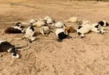Ndoffane : 70 moutons percutés par un bus