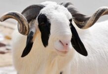 Tabaski 2024: La Commission Nationale de concertation sur le Croissant Lunaire fixe la date de célébration