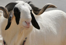 Sénégal: la Tabaski sera célébrée le 07 juin prochain (CONACAC)