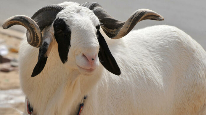 WhatsApp Image 2025-05-29 at 13.32.17