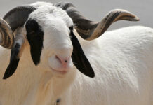 Tabaski 2025: les dépôts de Secours se dérouleront du Mardi 06 au vendredi 09 mai