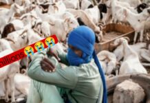 Rufisque: un vendeur de moutons se fait gruger 25 millions de FCFA