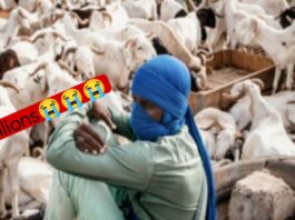 Rufisque: un vendeur de moutons se fait gruger 25 millions de FCFA